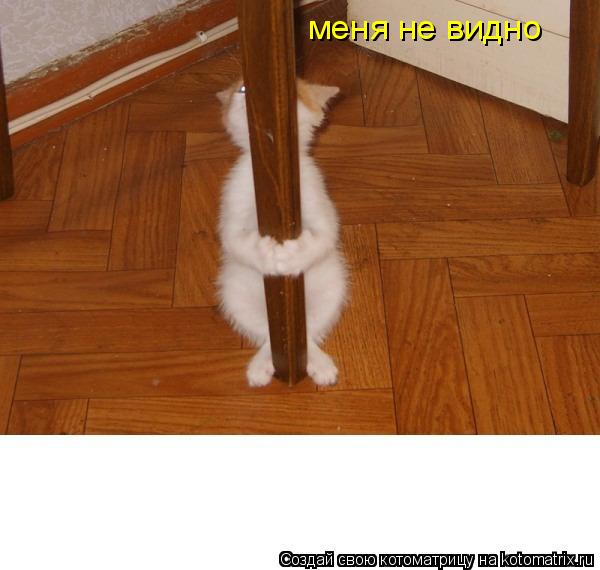 меня не видно... Котоматрица: меня не видно
