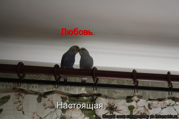 Любовь. Любовь. Настоящая .... Котоматрица: Любовь. Любовь. Настоящая .