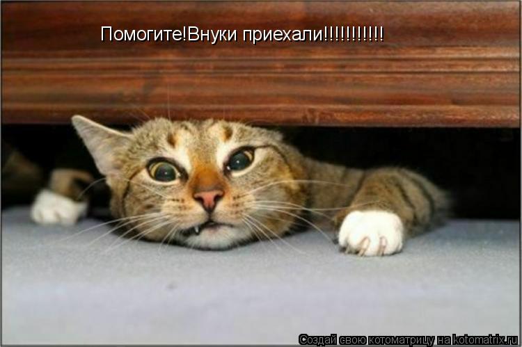 Помогите!Внуки приехали!!!!!!!!!!!... Котоматрица: Помогите!Внуки приехали!!!!!!!!!!!