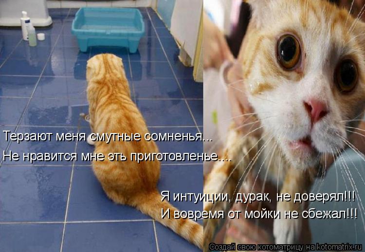 Терзают меня смутные сомненья... Не нравится мне эть приготовленье.... Я интуиции, дурак, не доверял!... Котоматрица: Терзают меня смутные сомненья... Не нравится мне эть приготовленье.... Я интуиции, дурак, не доверял!!! И вовремя от мойки не сбежал!!!