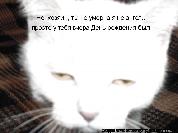 Не, хозяин, ты не умер, а я не ангел... просто у тебя вчера День рождения был... Котоматрица: Не, хозяин, ты не умер, а я не ангел... просто у тебя вчера День рождения был
