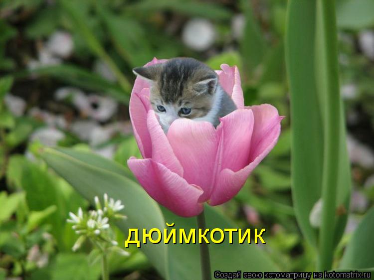дюймкотик... Котоматрица: дюймкотик