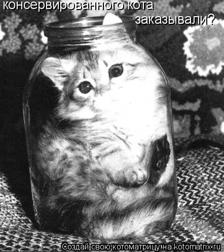 консервированного кота заказывали?... Котоматрица: консервированного кота заказывали?