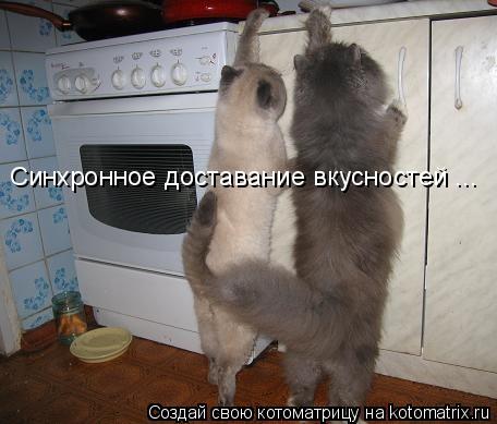 Синхронное доставание вкусностей ...... Котоматрица: Синхронное доставание вкусностей ...