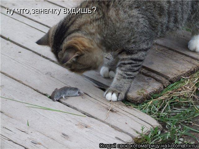 ну что,заначку видишь?... Котоматрица: ну что,заначку видишь?