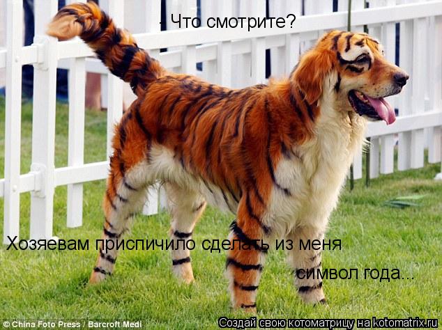 - Что смотрите? Хозяевам приспичило сделать из меня символ года...... Котоматрица: - Что смотрите? Хозяевам приспичило сделать из меня символ года...