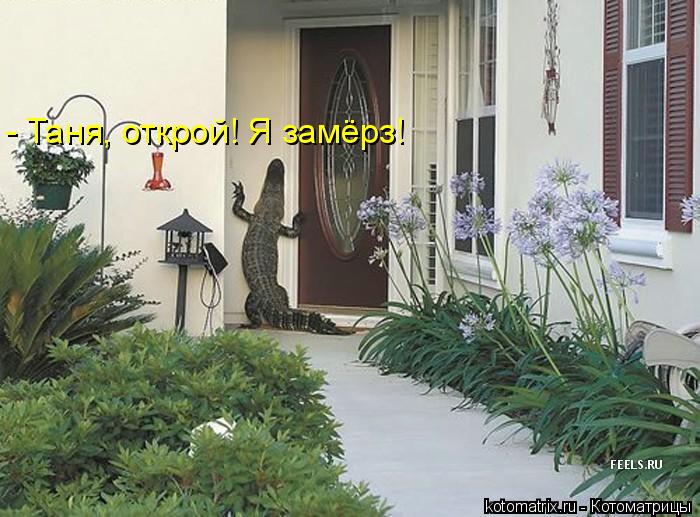 - Таня, открой! Я замёрз!... Котоматрица: - Таня, открой! Я замёрз!