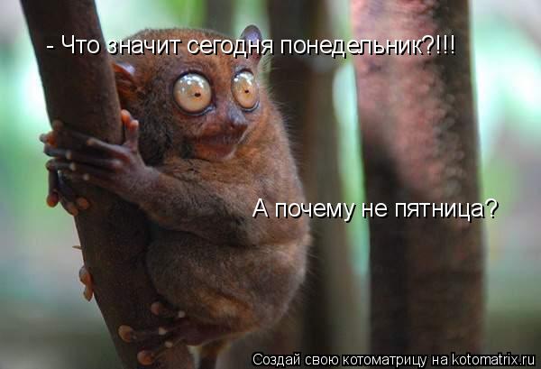 - Что значит сегодня понедельник?!!! А почему не пятница?... Котоматрица: - Что значит сегодня понедельник?!!! А почему не пятница?