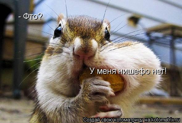 - Фто? У меня нишефо нет!... Котоматрица: - Фто? У меня нишефо нет!