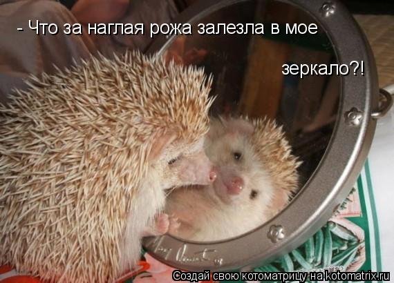- Что за наглая рожа залезла в мое зеркало?!... Котоматрица: - Что за наглая рожа залезла в мое зеркало?!