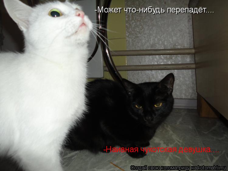 -Может что-нибудь перепадёт.... -Наивная чукотская девушка....... Котоматрица: -Может что-нибудь перепадёт.... -Наивная чукотская девушка....