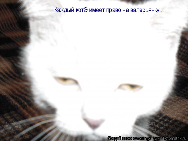 Каждый котЭ имеет право на валерьянку....... Котоматрица: Каждый котЭ имеет право на валерьянку....