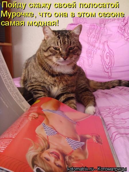 Пойду скажу своей полосатой Мурочке, что она в этом сезоне самая модная!... Котоматрица: Пойду скажу своей полосатой Мурочке, что она в этом сезоне самая модная!