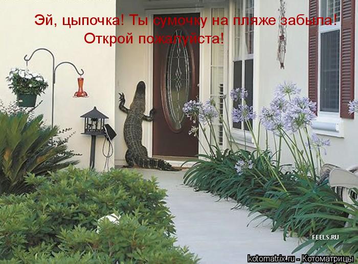 Эй, цыпочка! Ты сумочку на пляже забыла! Открой пожалуйста!... Котоматрица: Эй, цыпочка! Ты сумочку на пляже забыла! Открой пожалуйста!