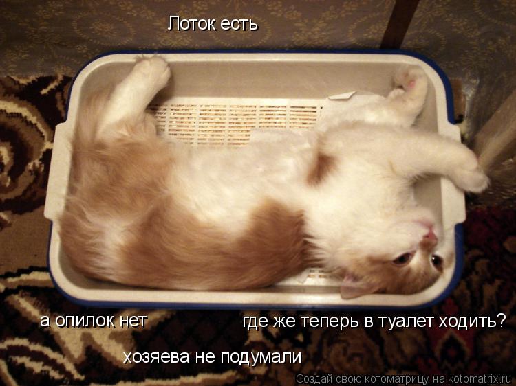 Лоток есть а опилок нет где же теперь в туалет ходить? хозяева не подумали... Котоматрица: Лоток есть а опилок нет где же теперь в туалет ходить? хозяева не подумали