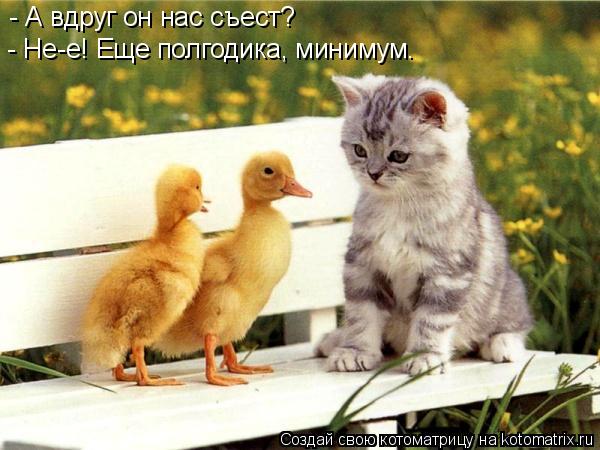 - А вдруг он нас съест? - Не-е! Еще полгодика, минимум.... Котоматрица: - А вдруг он нас съест? - Не-е! Еще полгодика, минимум.