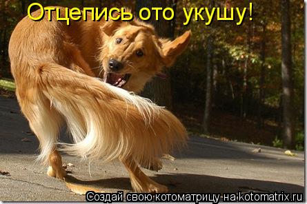 Отцепись ото укушу!... Котоматрица: Отцепись ото укушу!