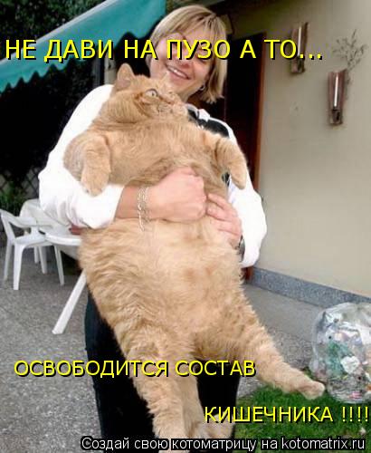 НЕ ДАВИ НА ПУЗО А ТО... ОСВОБОДИТСЯ СОСТАВ КИШЕЧНИКА !!!!... Котоматрица: НЕ ДАВИ НА ПУЗО А ТО... ОСВОБОДИТСЯ СОСТАВ КИШЕЧНИКА !!!!