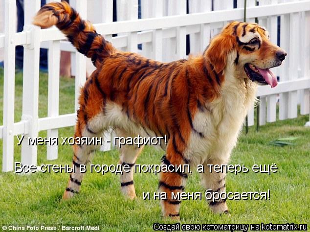 У меня хозяин - графист! Все стены в городе покрасил, а теперь ещё и на меня бросается!... Котоматрица: У меня хозяин - графист! Все стены в городе покрасил, а теперь ещё и на меня бросается!