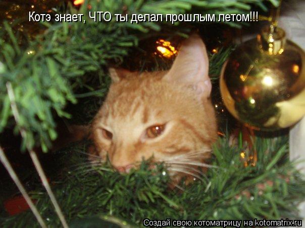 Котэ знает, ЧТО ты делал прошлым летом!!!... Котоматрица: Котэ знает, ЧТО ты делал прошлым летом!!!