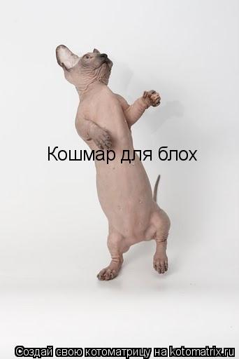 Кошмар для блох... Котоматрица: Кошмар для блох