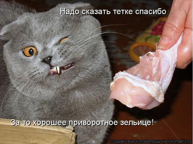 Надо сказать тетке спасибо За то хорошее приворотное зельице!... Котоматрица: Надо сказать тетке спасибо За то хорошее приворотное зельице!
