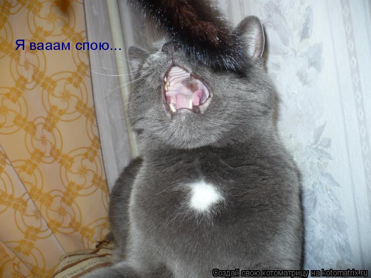 Я вааам спою...... Котоматрица: Я вааам спою...