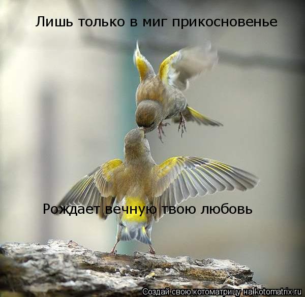 Лишь только в миг прикосновенье Рождает вечную твою любовь... Котоматрица: Лишь только в миг прикосновенье Рождает вечную твою любовь