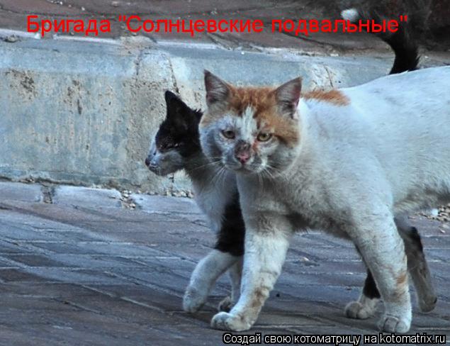 Бригада "Солнцевские подвальные"... Котоматрица: Бригада "Солнцевские подвальные"