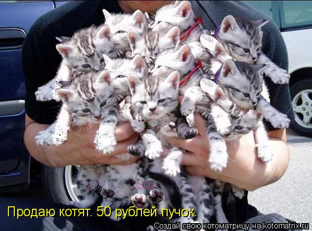 Продаю котят. 50 рублей пучок.... Котоматрица: Продаю котят. 50 рублей пучок.