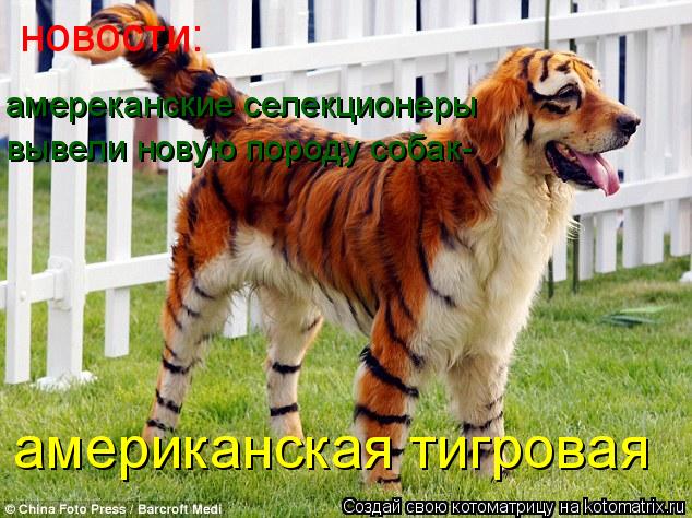 новости: амереканские селекционеры вывели новую породу собак- американская тигровая... Котоматрица: новости: амереканские селекционеры вывели новую породу собак- американская тигровая