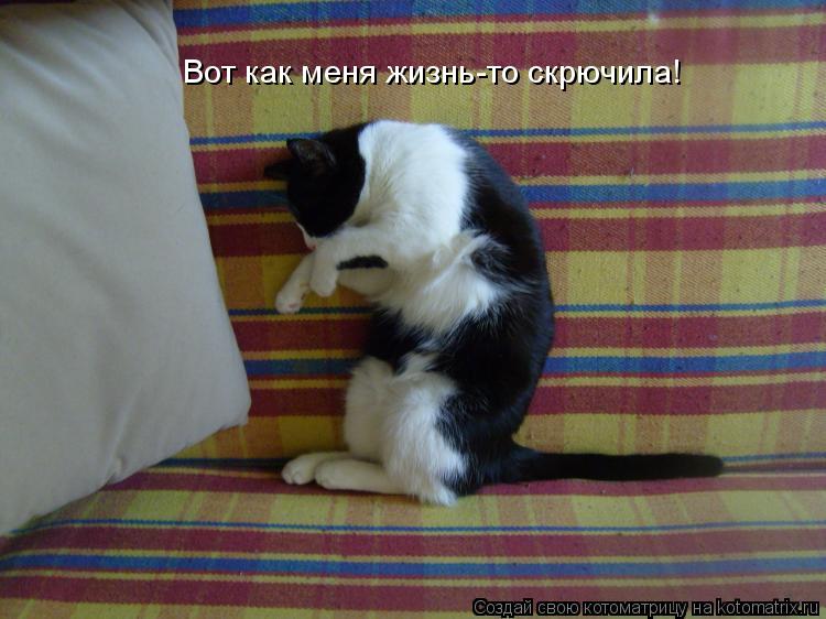 Вот как меня жизнь-то скрючила!... Котоматрица: Вот как меня жизнь-то скрючила!