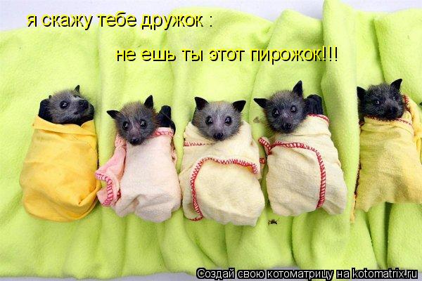 я скажу тебе дружок : не ешь ты этот пирожок!!!... Котоматрица: я скажу тебе дружок : не ешь ты этот пирожок!!!