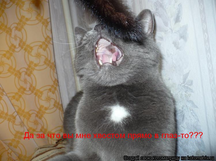 Да за что вы мне хвостом прямо в глаз-то???... Котоматрица: Да за что вы мне хвостом прямо в глаз-то???