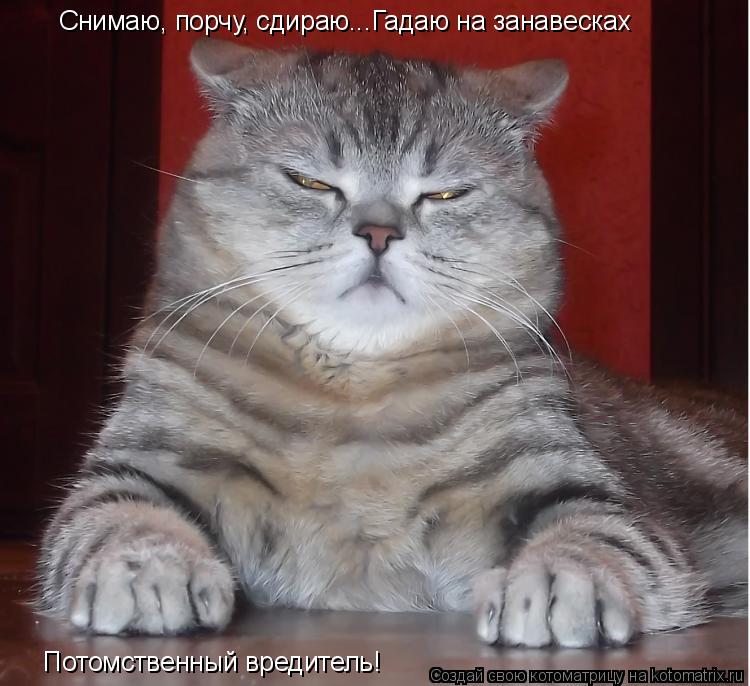 Потомственный вредитель! Снимаю, порчу, сдираю...Гадаю на занавесках... Котоматрица: Потомственный вредитель! Снимаю, порчу, сдираю...Гадаю на занавесках