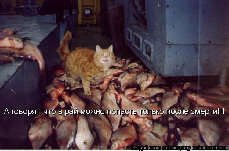 А говорят, что в рай можно попасть только после смерти!!!... Котоматрица: А говорят, что в рай можно попасть только после смерти!!!