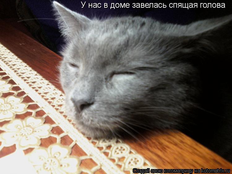 У нас в доме завелась спящая голова... Котоматрица: У нас в доме завелась спящая голова