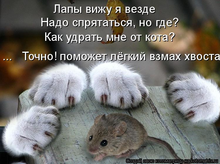 Лапы вижу я везде Надо спрятаться, но где? Как удрать мне от кота? ... Точно! поможет лёгкий взмах ... Котоматрица: Лапы вижу я везде Надо спрятаться, но где? Как удрать мне от кота? ... Точно! поможет лёгкий взмах хвоста!!!