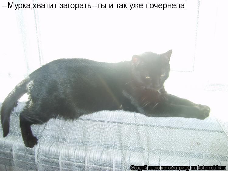 --Мурка,хватит загорать--ты и так уже почернела!... Котоматрица: --Мурка,хватит загорать--ты и так уже почернела!