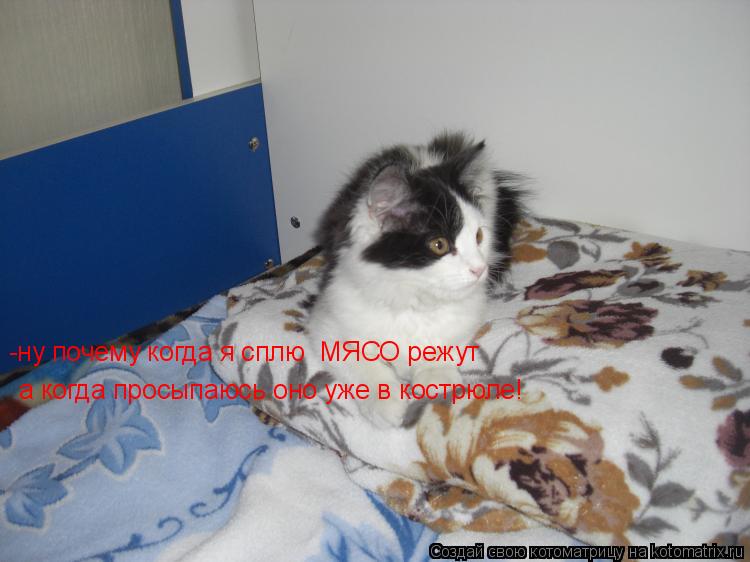 -ну почему когда я сплю МЯСО режут а когда просыпаюсь оно уже в кострюле! -ну почему когда я сплю М... Котоматрица: -ну почему когда я сплю МЯСО режут а когда просыпаюсь оно уже в кострюле! -ну почему когда я сплю МЯСО режут