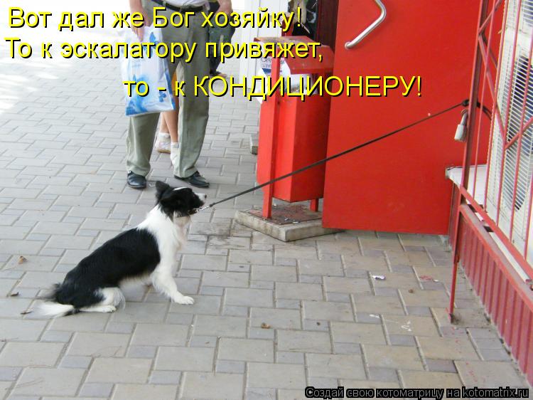 Вот дал же Бог хозяйку! То к эскалатору привяжет, то - к КОНДИЦИОНЕРУ!... Котоматрица: Вот дал же Бог хозяйку! То к эскалатору привяжет, то - к КОНДИЦИОНЕРУ!