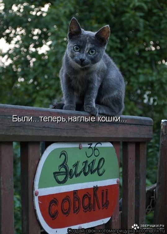 Были...теперь,наглые кошки...... Котоматрица: Были...теперь,наглые кошки...
