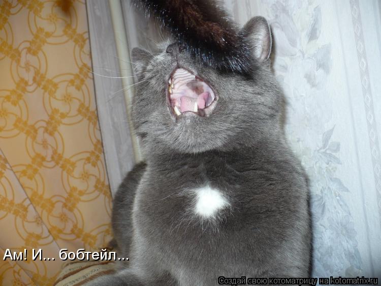 Ам! И... бобтейл...... Котоматрица: Ам! И... бобтейл...