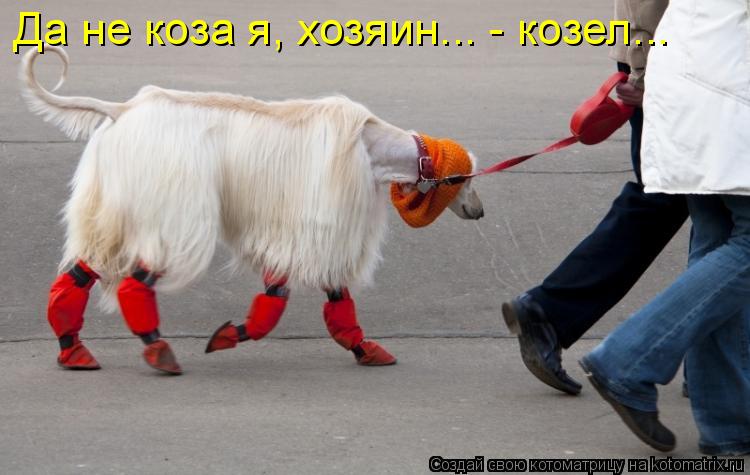 Да не коза я, хозяин... - козел...... Котоматрица: Да не коза я, хозяин... - козел...