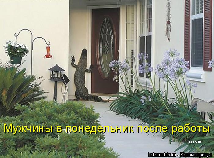 Мужчины в понедельник после работы... Котоматрица: Мужчины в понедельник после работы