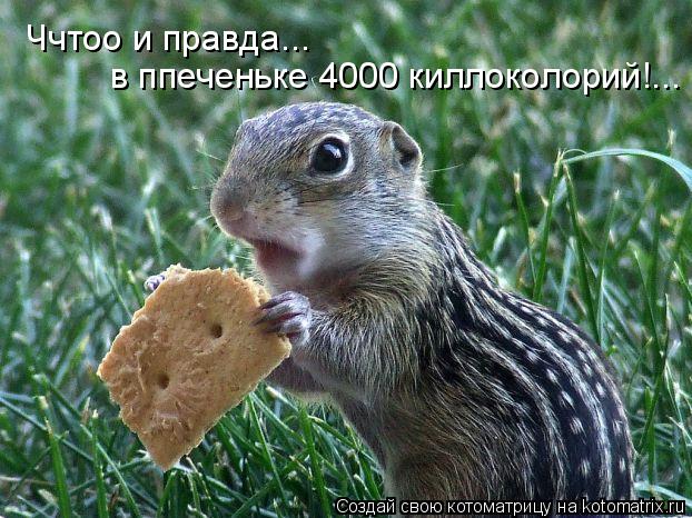 Ччтоо и правда... в ппеченьке 4000 киллоколорий!...... Котоматрица: Ччтоо и правда... в ппеченьке 4000 киллоколорий!...