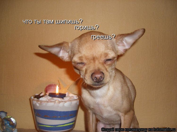 что ты там шипишь? горишь? греешь?... Котоматрица: что ты там шипишь? горишь? греешь?