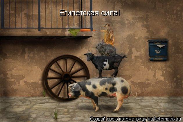 Египетская сила!... Котоматрица: Египетская сила!