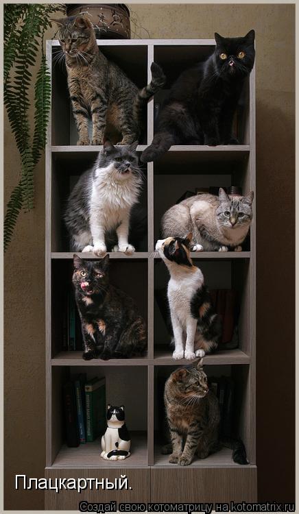 Плацкартный.... Котоматрица: Плацкартный.