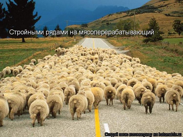 Стройными рядами на мясоперерабатывающий... Котоматрица: Стройными рядами на мясоперерабатывающий